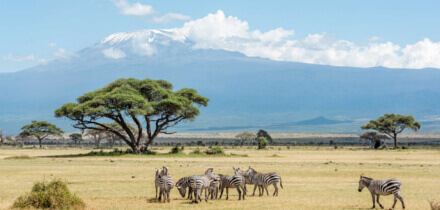 متطلبات التأشيرة لحاملي جوازات السفر المغرب إلى كينيا